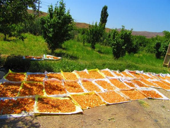 فروشنده برگه قیسی به صورت عمده