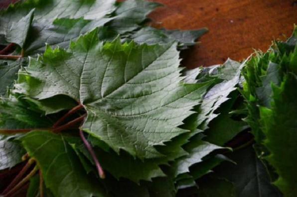 مصرف برگ مو جهت پیشگیری از سرطان