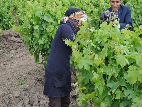 توزیع کننده برگ مو باکیفیت