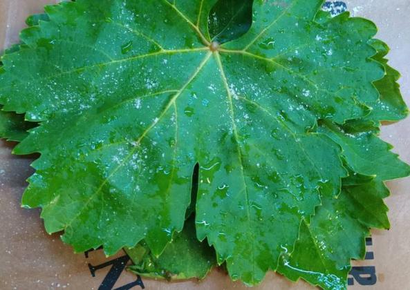 خرید مستقیم برگ مو بشکه ای