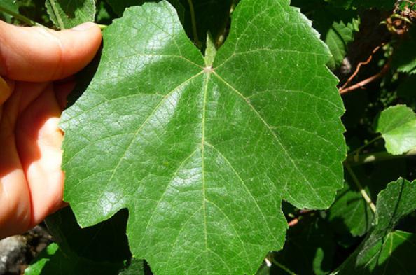 تولید کننده عمده برگ مو بشکه ای