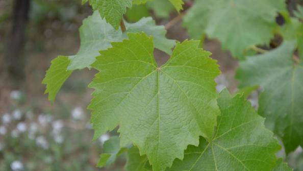 راهنمای انتخاب برگ مو بشکه ای مرغوب