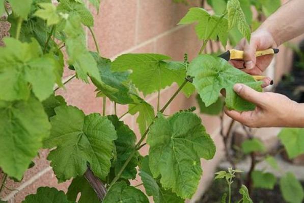 صادرات عمده برگ مو درجه یک