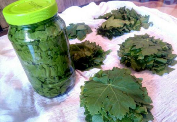 تولید کننده بهترین برگ مو فله