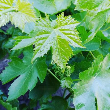 درباره برگ مو چه می دانید؟