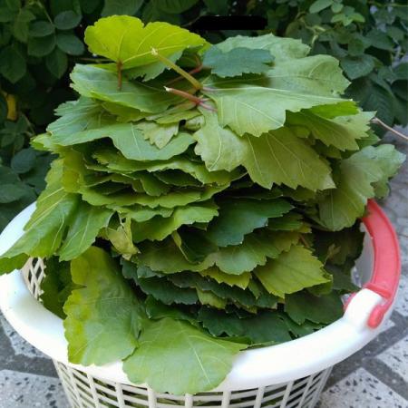 خرید کلی برگ مو درجه یک