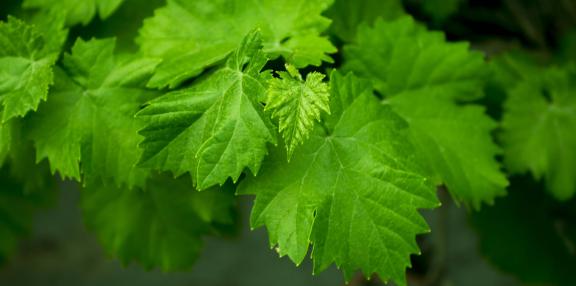 کیفیت برتر برگ مو خشک شده