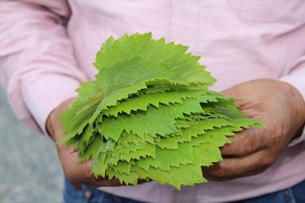 مزایای استفاده از برگ مو تازه