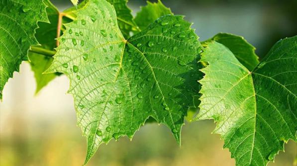 صادرات انواع برگ مو تازه فله ای