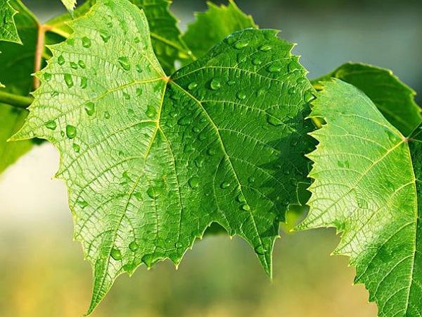 خرید ارزان برگ مو بشکه ای