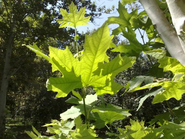 صادرات انواع برگ مو خشک فله ای