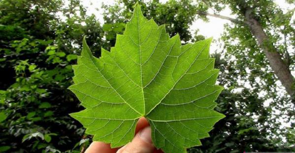 تولیدکننده برگ مو خشک عمده