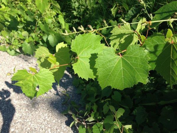 فروشنده برتر برگ مو بسته بندی باکیفیت