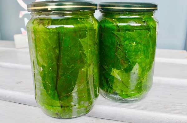 خرید بی واسطه برگ مو شیشه ای