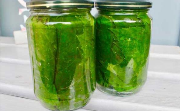 مراکز خرید برگ مو کنسرو شده